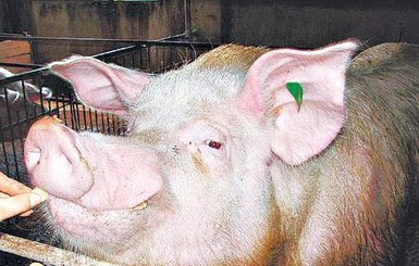 Хряк-вещун уверенно предсказал победу сборной Швеции