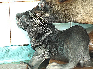 В Украине впервые родился морской котик