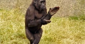 В Харькове нашли беглую макаку