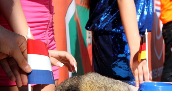 Харьковский хорек Фред напророчил победу Нидерландам и Португалии 