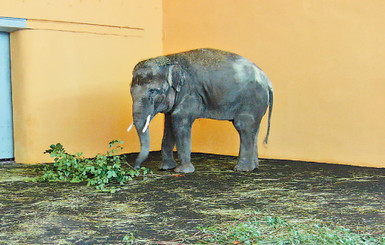 Слон-новосел желает познакомиться... 