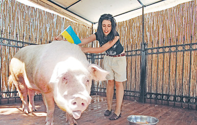 Хряк-вещун предсказал сборной Украины выход в 1/4 Евро 
