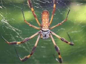 Голый мужик бегал по улицам от паука