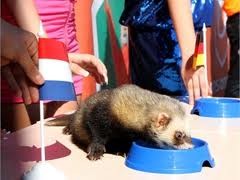 Хорек-оракул отдал победу сборным Голландии и Германии