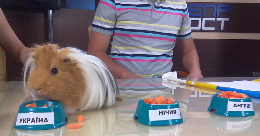 Морская свинка Жорик предсказывает победу Украины