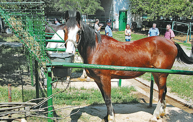 КОНЬцлагерь год спустя: лошади ухожены, в конюшнях чистота 