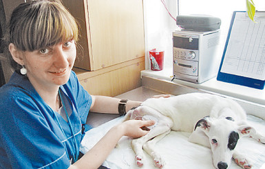 На операцию бездомному щенку в соцсетях за ночь собрали 3,5 тысячи гривен 