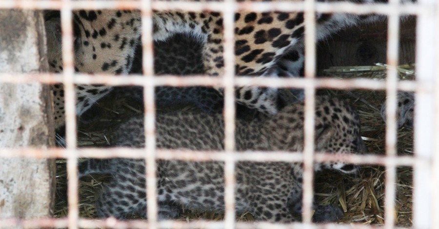 Родились два редчайших амурских леопарда