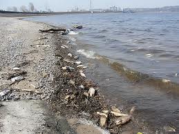 Берег реки Южный Буг завален дохлой рыбой