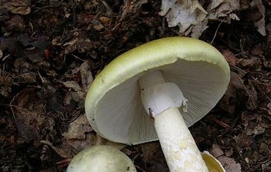 В Киеве девочка насмерть отравилась грибами