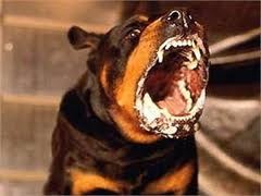 Домашняя собака вцепилась в лицо маленькому ребенку