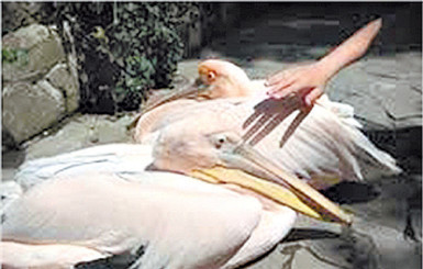 Розовые пеликаны впервые в Украине дали потомство в неволе 