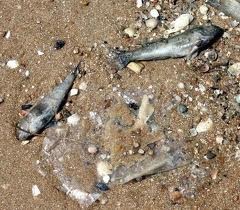 В Азовском море продолжает массово гибнуть бычок