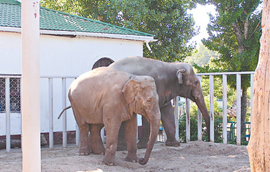 Слониха из Харькова научилась женским хитростям у Тигрюли 