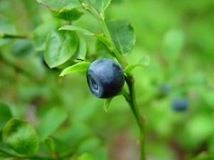 Приятные старушки продают на рынках радиационную чернику