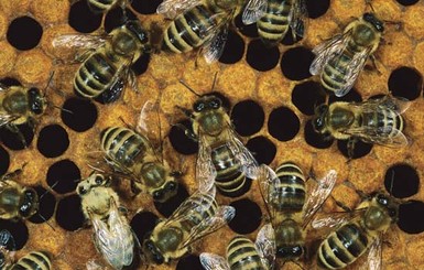 На Житомирщине загадочная болезнь скосила тысячи пчел