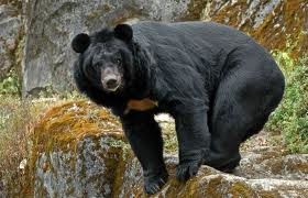 В киевском зоопарке у уссурийского медведя остановилось сердце