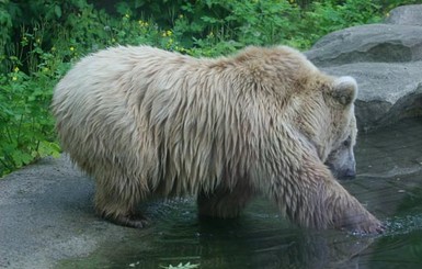 В Киевском зоопарке умер уссурийский медведь 