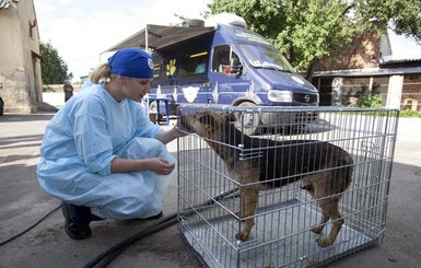 Австрийцы за два месяца простерилизовали более 600 бездомных собак и кошек