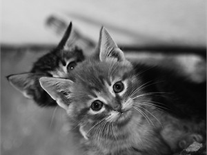 Прокуратура требует посадить живодерку на 2 года за убийство котят на глазах у детей