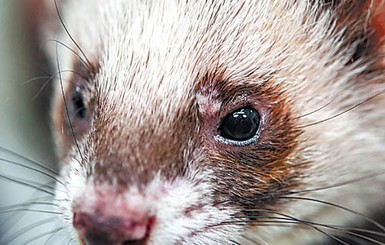 Харьковский хорек досрочно стал чемпионом, обыграв киевского хряка со счетом 17:15