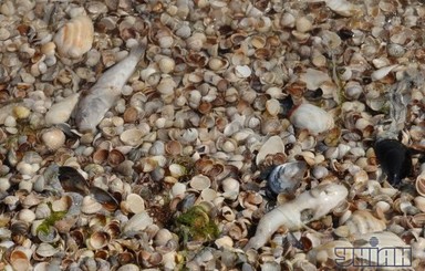 СМИ: отдыхающие бегут из пансионатов на Азове из-за вони от мертвой рыбы