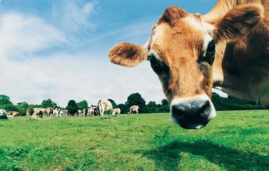 Три проблемы украинского молочного хозяйства 