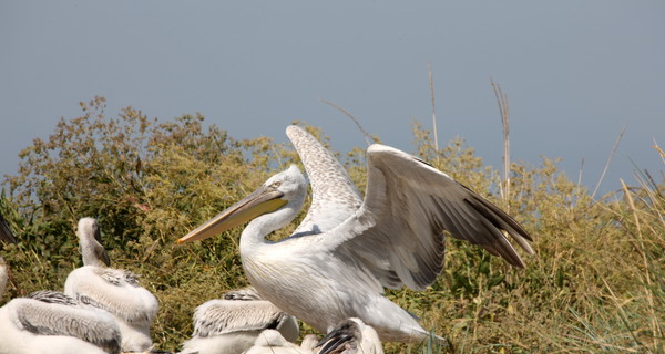 Браконьеры  разгромили  колонию кудрявых пеликанов