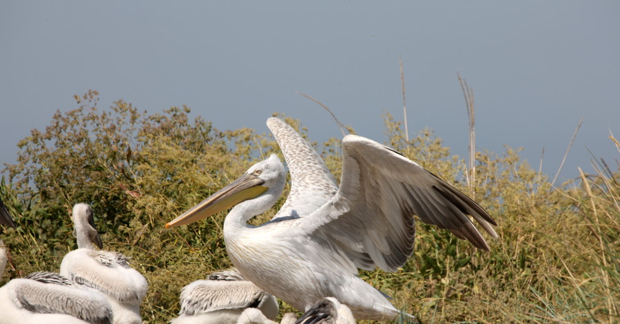 Браконьеры  разгромили  колонию кудрявых пеликанов