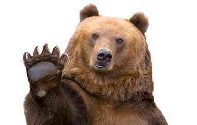 Семья бурых медведей осадила село на Закарпатье 