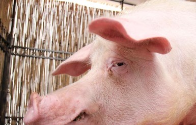 Повесть о настоящем кабане, или Какая судьба ждет хряка-предсказателя 