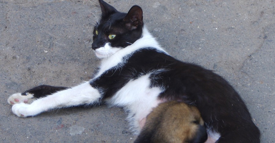 Одесская кошка две недели выкармливает подброшенного щенка