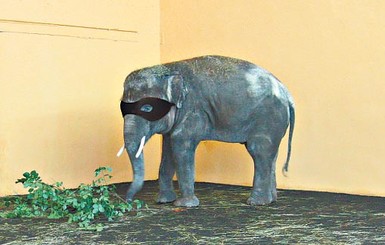 Мистер слонИКC, или Почему зоопарк прячет Хораса 