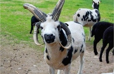 В Киевском зоопарке поселились два барана Святого Якова