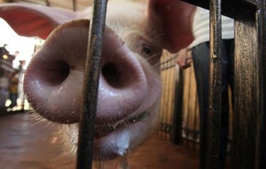 В Киевском зоопарке не нашлось места для хряка Фунтика