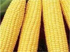 Украина решила оплачивать внешние долги кукурузой