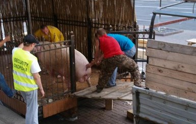 Фунтик вернулся домой на ферму – кабан отходит от стресса