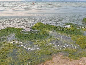 Черное море позеленело