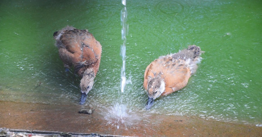Жара в Запорожье: мишки спасаются ваннами, а жители аквариума - кондиционером 