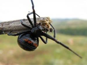 В Херсонской области нашествие каракуртов