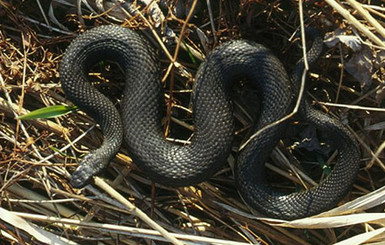 Сотрудницу Николаевского зоопарка укусила гадюка - женщину госпитализировали