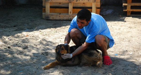 Бездомного пса-калеку из Запорожья иностранные ветеринары заберут в Румынию 