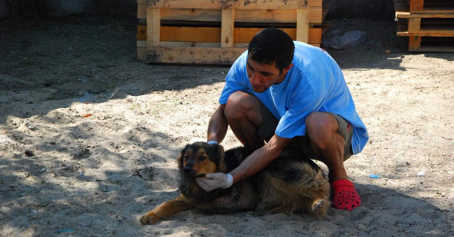 Бездомного пса-калеку из Запорожья иностранные ветеринары заберут в Румынию 