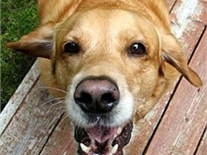 В киевском Ботаническом саду дикие собаки охотятся на людей