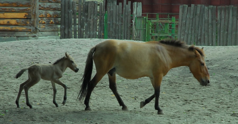 В киевском зоопарке родился второй жеребенок Пржевальского