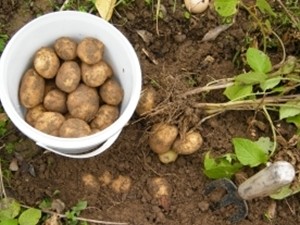 В Украине жара сожгла урожай картошки