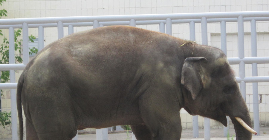 При содействии Игоря Лысова в киевском зоопарке появился новый слон по имени 