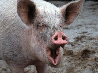 В Одесской области свинья съела хозяйку
