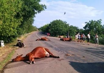 В ГАИ не знают о случае, чтобы в Одесской области грузовик сбил стадо коров