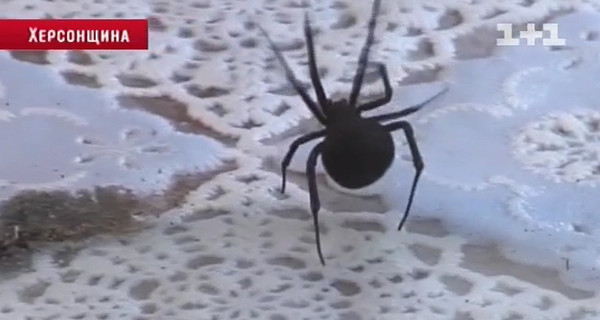 Каракурты отправили в реанимацию 14 украинцев